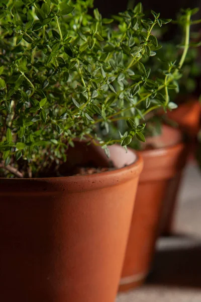Terra Cotta Pot Herb Garden Thyme Foreground — Stock Photo, Image