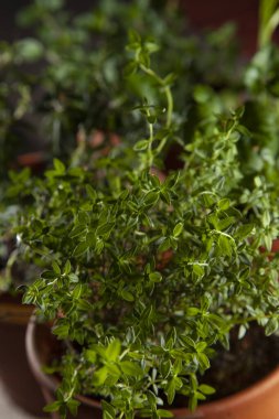 Ön planda kekik olan bir terra cotta ot bahçesi.