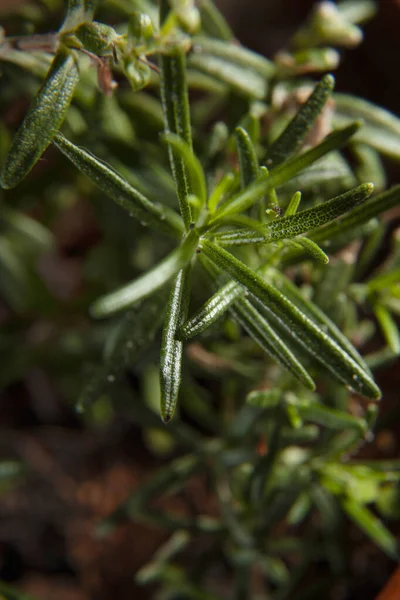 Rosemary Roślina Garnku Zbliżeniu Pokazującym Liść Szczegół — Zdjęcie stockowe
