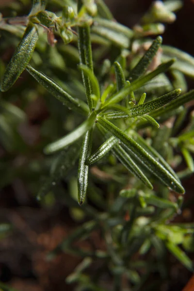 Una Planta Romero Primer Plano Maceta Que Muestra Detalle Hoja —  Fotos de Stock