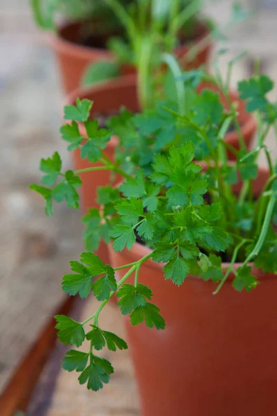 Closeup Parsley Leaves Terracotta Herb Garden — Stock Photo, Image