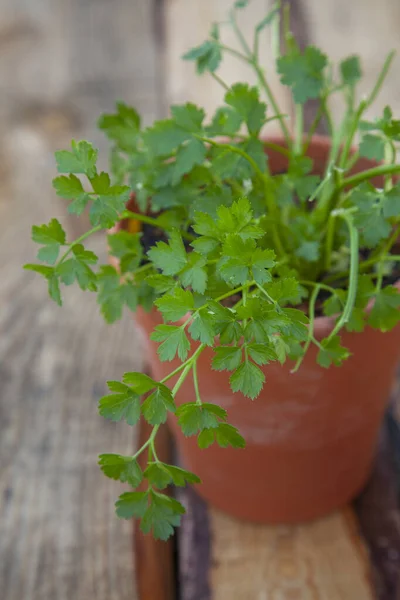 Parsley Plant Fresh Green Leaves Terracotta Pot Wood Background — Stock Photo, Image