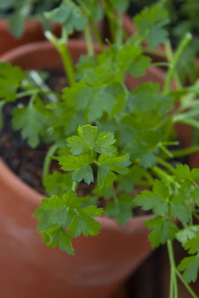 Closeup Parsley Leaves Terracotta Herb Garden — Stock Photo, Image