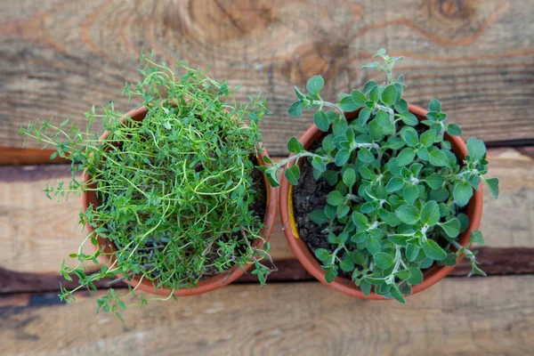 Top View Thyme Oregano Plants Used Italian Cooking — Stock Photo, Image