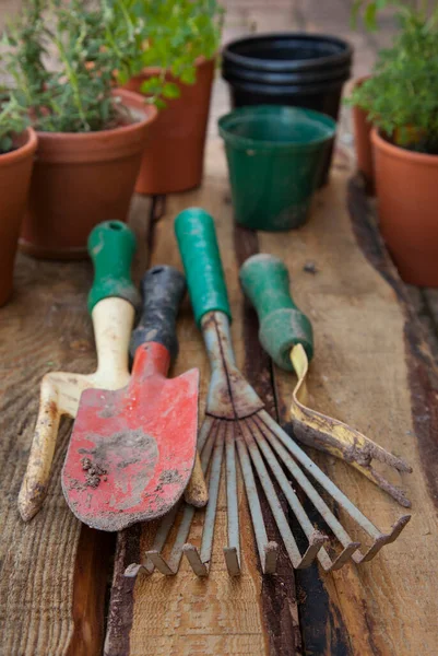 Una Collezione Attrezzi Giardinaggio Fondo Legno Con Piante Vaso Sullo — Foto Stock