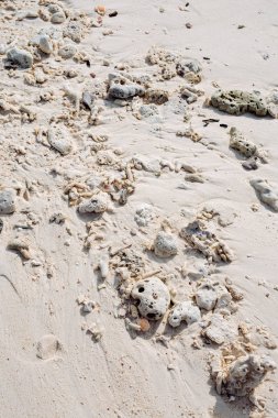 deniz cockleshells ve mercan okyanus kıyısında