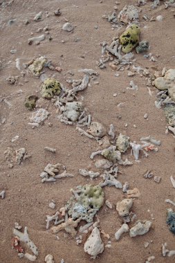 deniz cockleshells ve mercan okyanus kıyısında