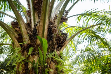 hurma yağı, rastushcheny ağaç üzerinde