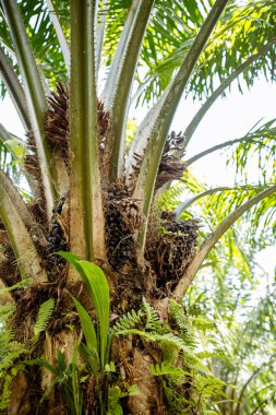 hurma yağı, rastushcheny ağaç üzerinde