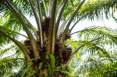 hurma yağı, rastushcheny ağaç üzerinde