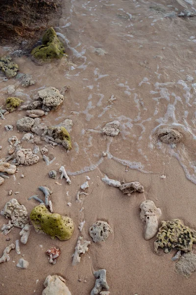 Cockleshells marinhos e corais na costa oceânica — Fotografia de Stock