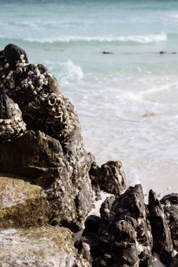 Taşlı okyanus Sahili