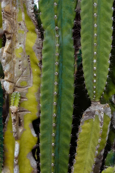 Cactuses largely background — Stock Photo, Image