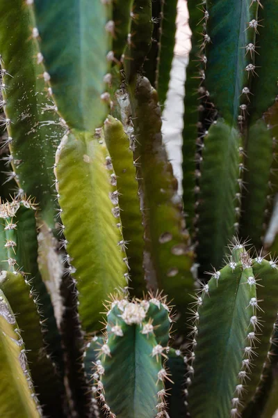 Cactuses largely background — Stock Photo, Image