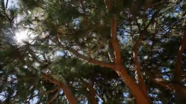 Zwei Videos von Nadelbäumen in 4k — Stockvideo