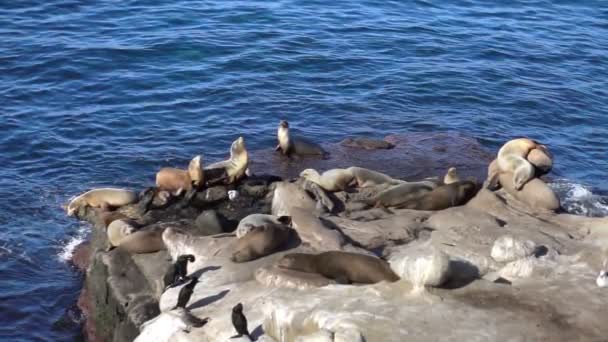 Dvě videa z stáda tuleňů v reálném Zpomalený pohyb — Stock video