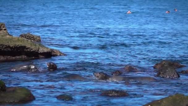 两段视频的群海豹在真正的慢动作 — 图库视频影像