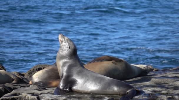 Two videos of group of seals in real slow motion — Stock Video