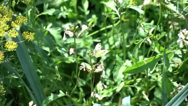 Dois vídeos de borboleta em câmera lenta real — Vídeo de Stock