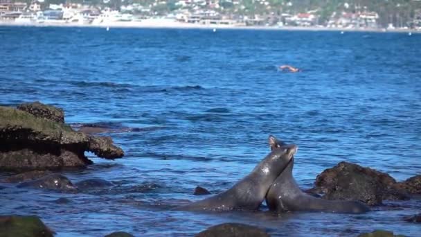 真正的慢动作海豹群的两个视频 — 图库视频影像