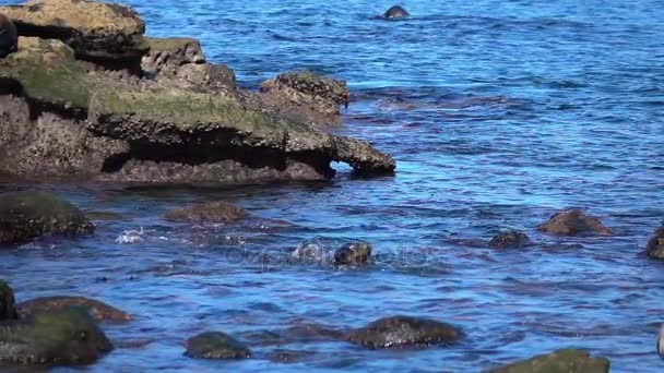 Deux vidéos d'accouplement des phoques au ralenti — Video