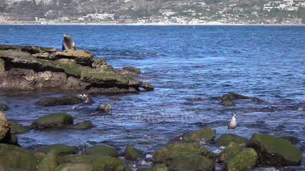 Two videos of group of seals in real slow motion — Stock Video