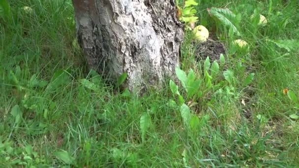 Два видео, где яблоки падают на траву в замедленной съемке — стоковое видео