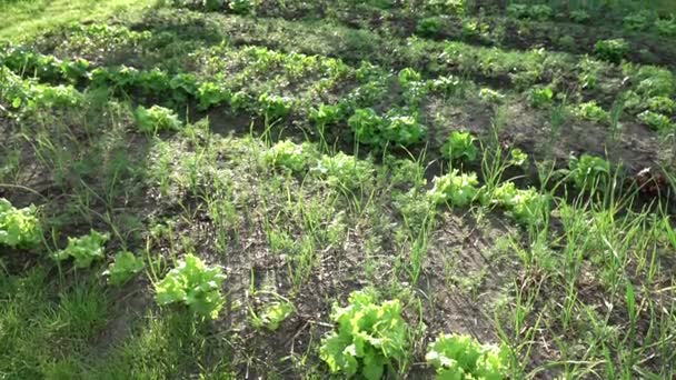 Twee video's voor plantaardige plot in echte Slowmotion — Stockvideo