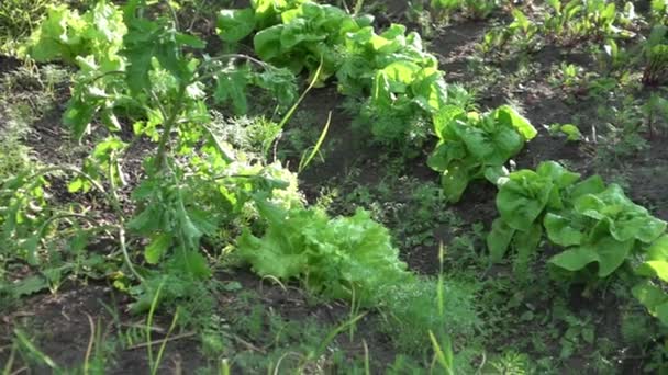 Deux vidéos de parcelle de légumes au ralenti 