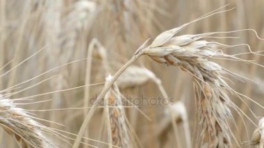 4k-profesyonel elektronik kaymak buğday alanında iki videoları