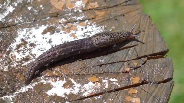Twee video's van slak op het gras in echte Slowmotion — Stockvideo