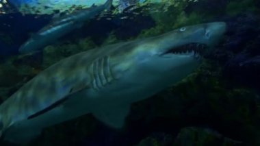 Köpekbalığı 4 k dört videoları