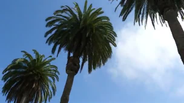 Drie video's van palm tree straat in 4k — Stockvideo