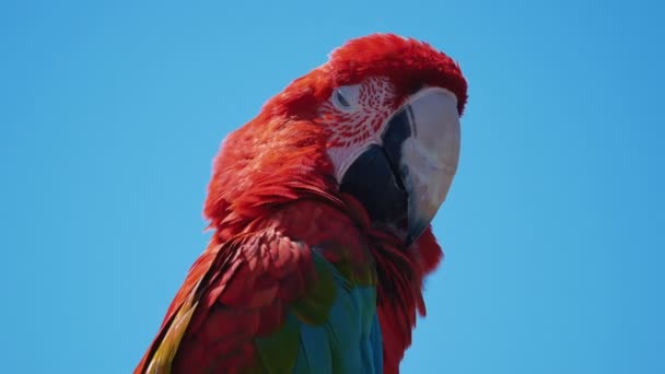 Videó a 4 k színes papagáj — Stock videók