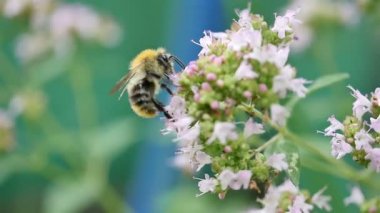 Ağır çekimde çiçek bumble bee dört videoları