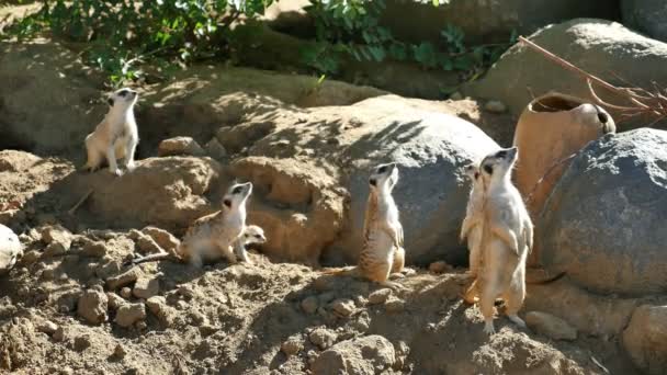 Trois vidéos de famille meerkat en 4K — Video