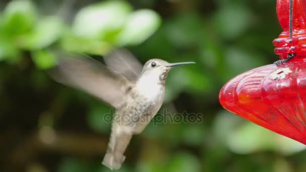 Twee video's van echte zoemende zangvogels 4k — Stockvideo