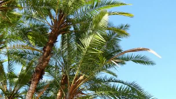 Dos vídeos de palmera en 4K — Vídeo de stock