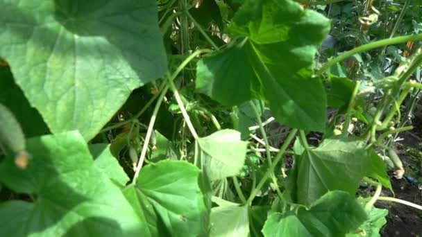 Vídeo da planta de pepino na estufa em movimento lento real — Vídeo de Stock