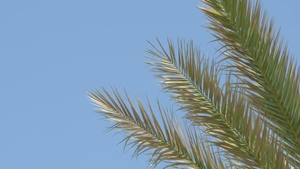 Видео пальмы на голубом небе в 4K — стоковое видео