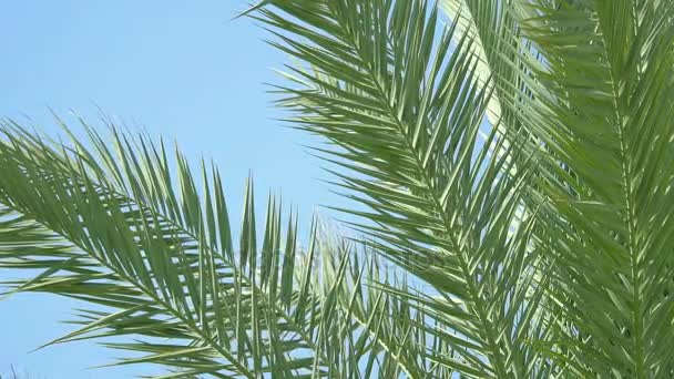 Video de palmera en el cielo azul en 4K — Vídeo de stock