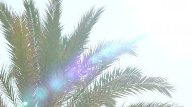Palmiye ağacı üzerinde mavi gökyüzünde 4k video