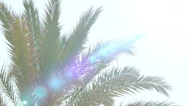 Видео пальмы на голубом небе в 4K — стоковое видео