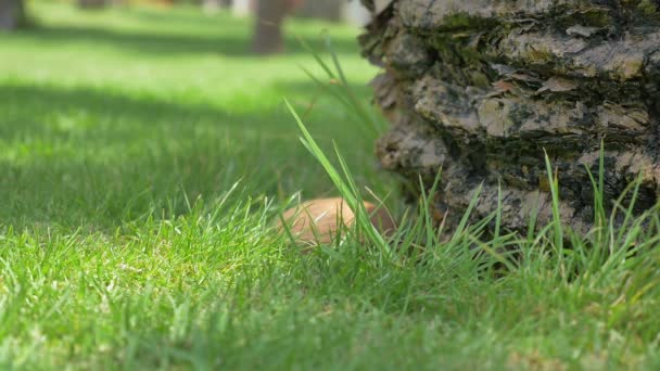 Two videos of coconuts falling on the grass in 4K — Stock Video