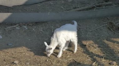 Genç keçi 4 k video