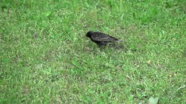 Gerçek yavaş yürüyen starling video