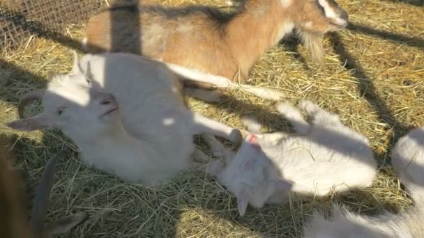 山羊家族在 4k 的视频 — 图库视频影像