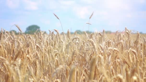 Видео пшеничного поля в реальном замедленном режиме — стоковое видео