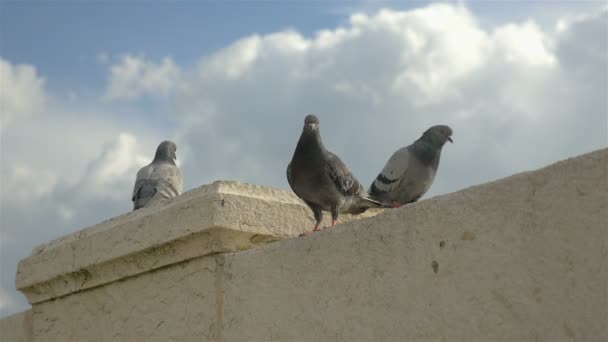 Video of pigeons in 4K — Stock Video