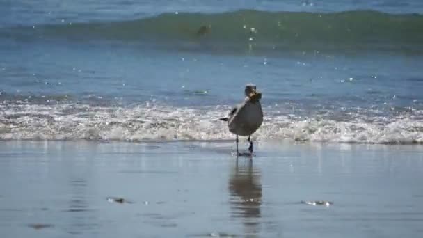 Kuş okyanusta yeme — Stok video